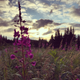 Fireweed.